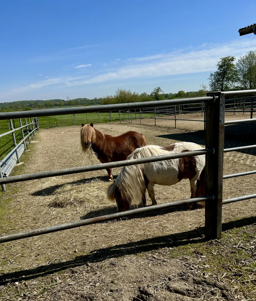 To shetlandsponyer på paddocken, Hof Bissee