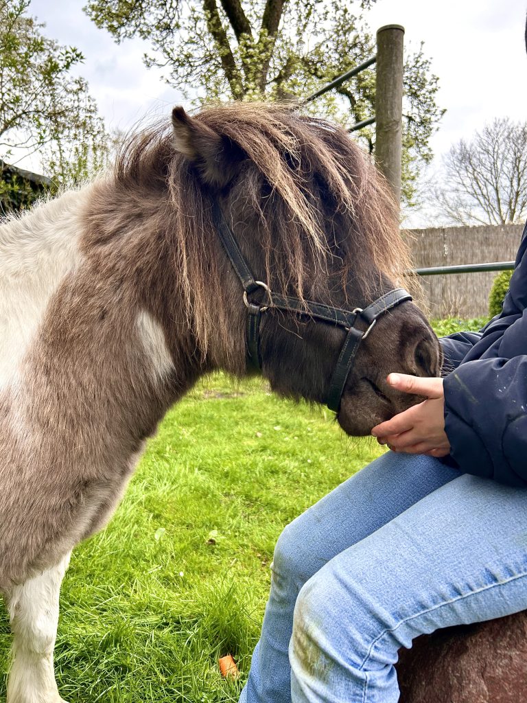 En pony bliver klappet, Hof Bissee